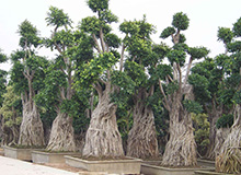 Ficus Bonsaï GM